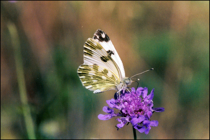 pieris brassicae?